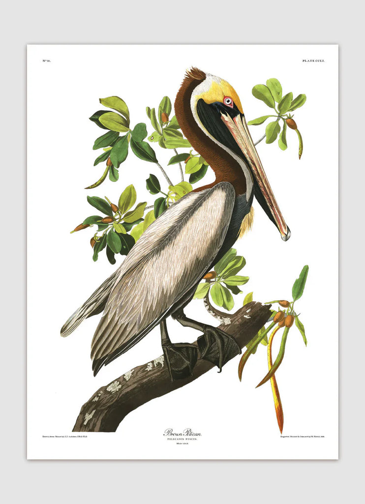 Brown Pelican Framed Print No Frame Print available 50x70 70x100 100x140