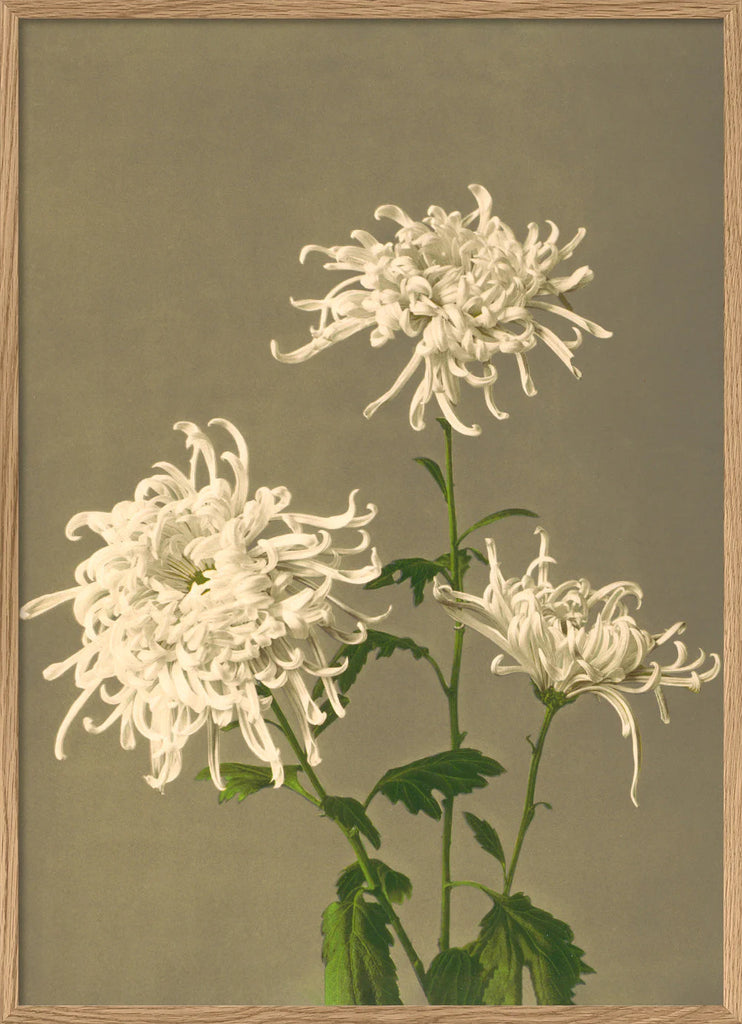 White Chrysanthemum Framed Print Oak Frame