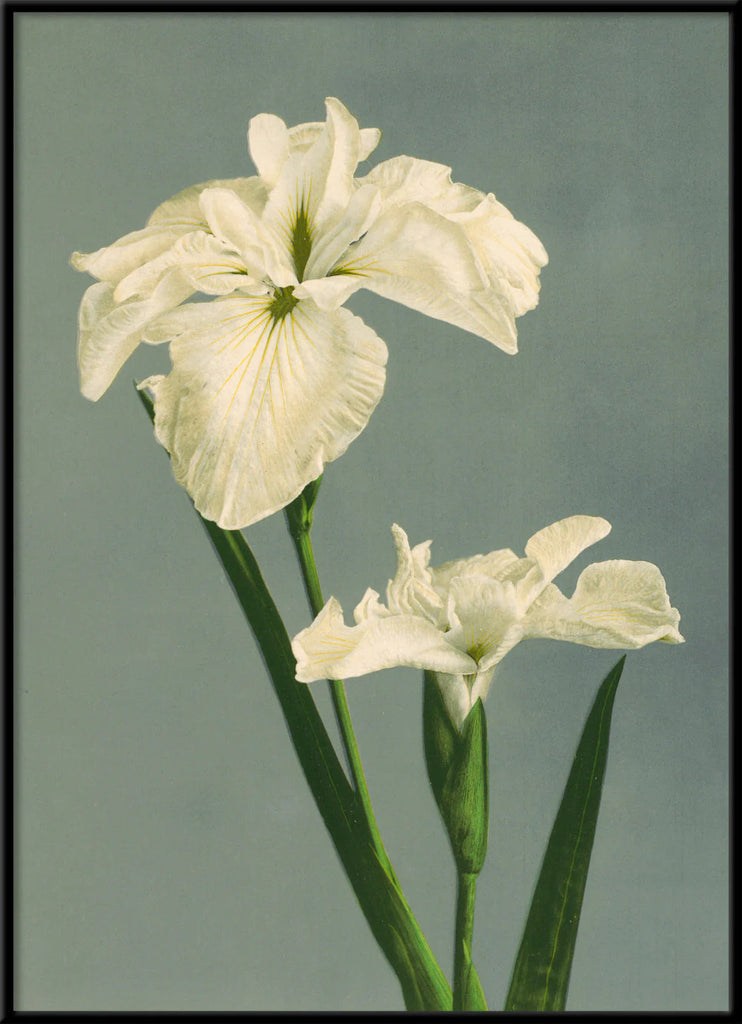 White Iris Laevigata Framed Print Black Frame 50x70 70x100 100x140