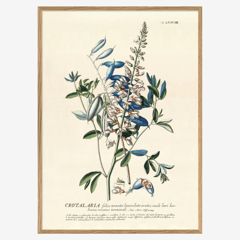 Crotalaria Flower Framed Art Print - OFG 50x70 3727 - Uneeka