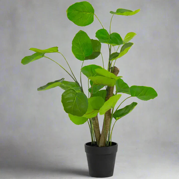 artificial money plant with pot Artificial Chinese Money Plant | Lush Indoor Greenery