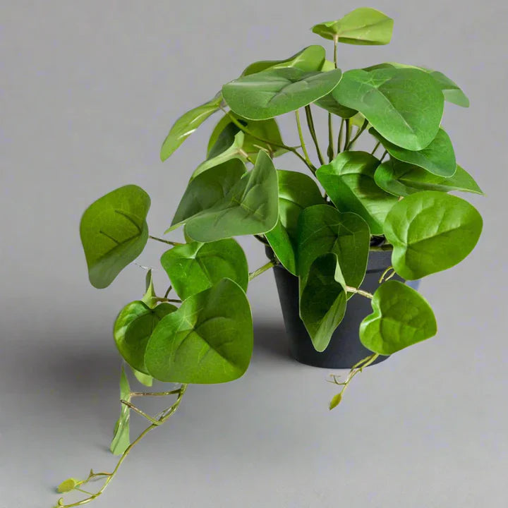 money plant artificial Artificial Money Plant in Pot | Realistic Pilea Décor