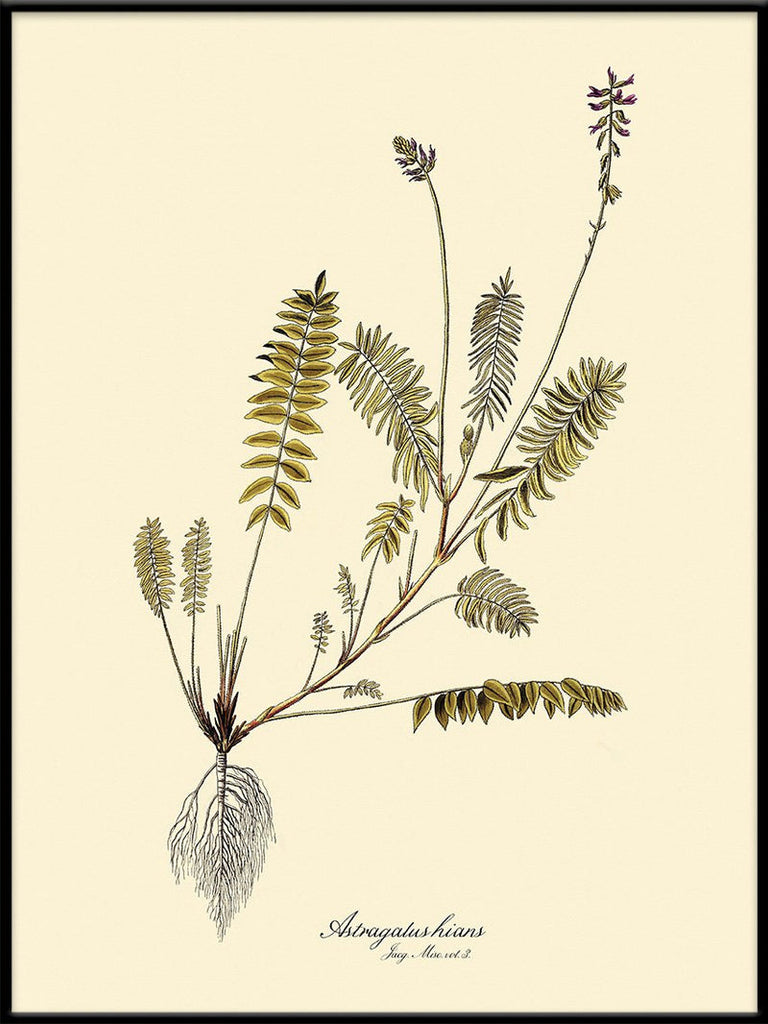 Astragalus Hians Fern Print in Black Frame