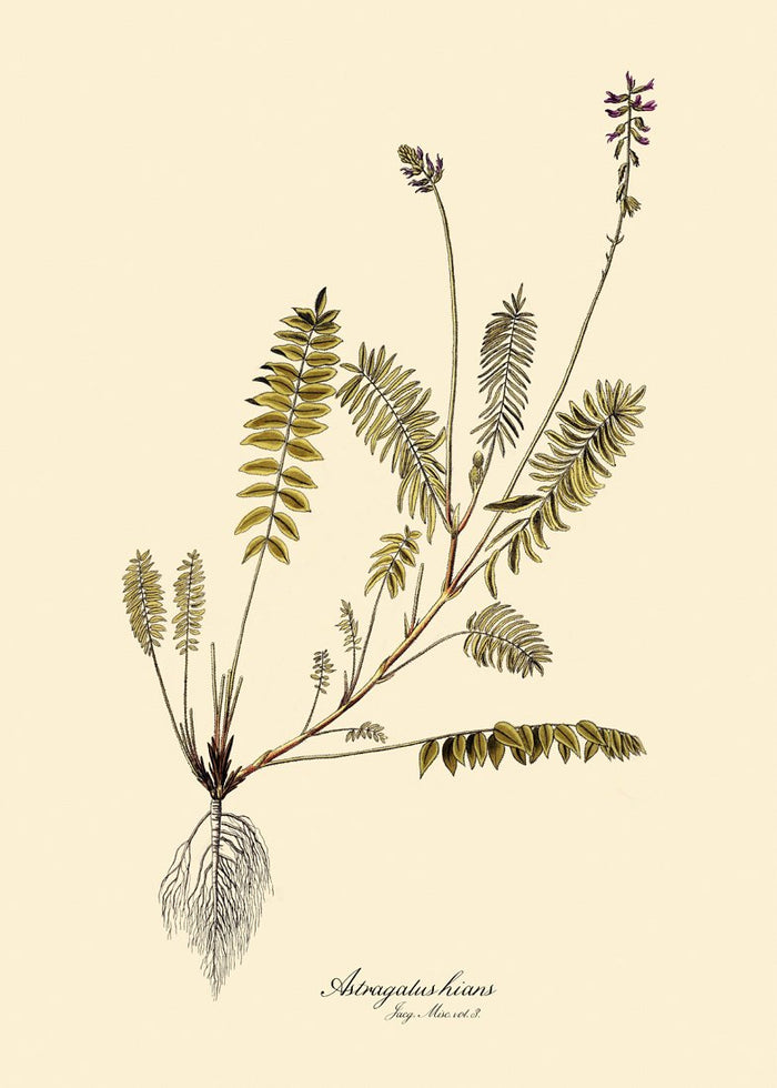 Astragalus Hians Fern Print