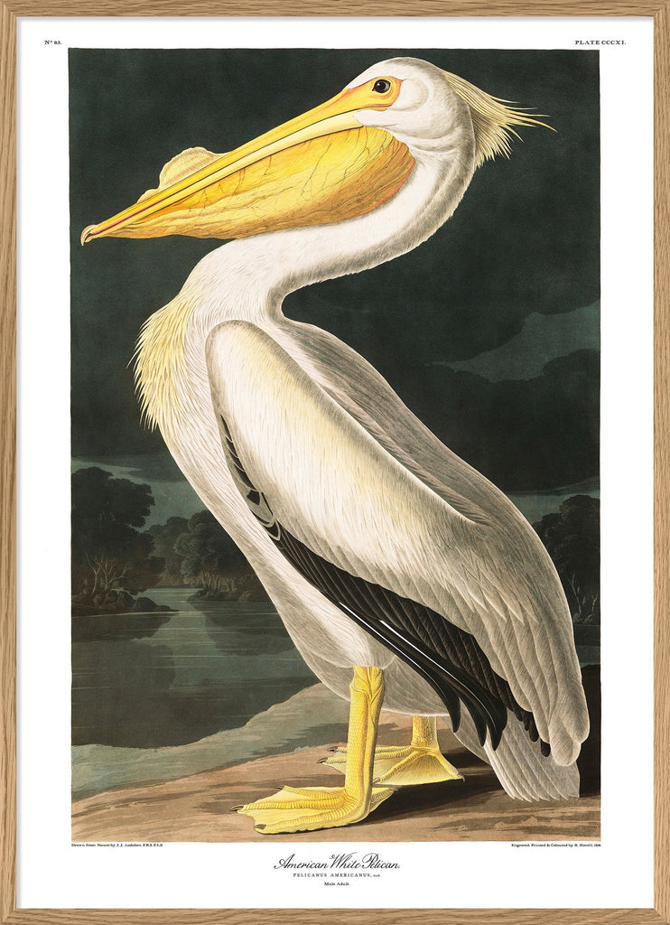 American White Pelican Framed Print in Oak Frame