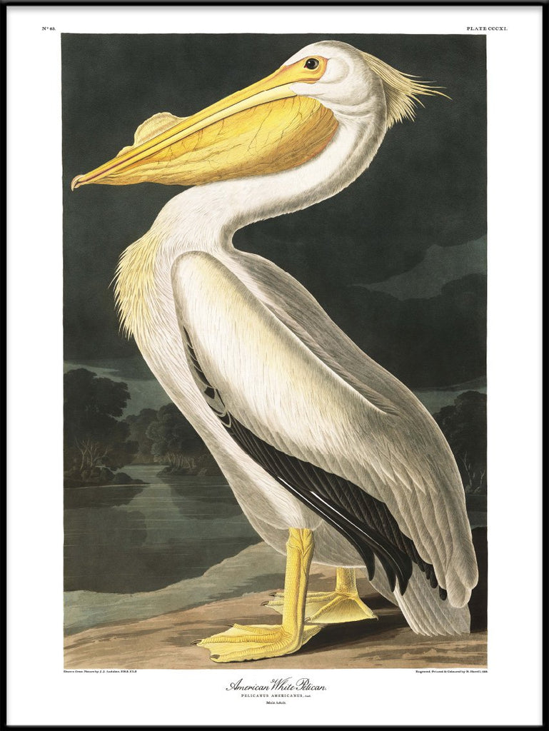 American White Pelican Framed Print in Black Frame