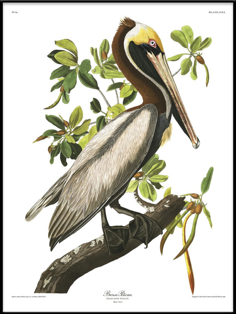 Brown Pelican Framed Print  Black Frame Print available 50x70 70x100 100x140