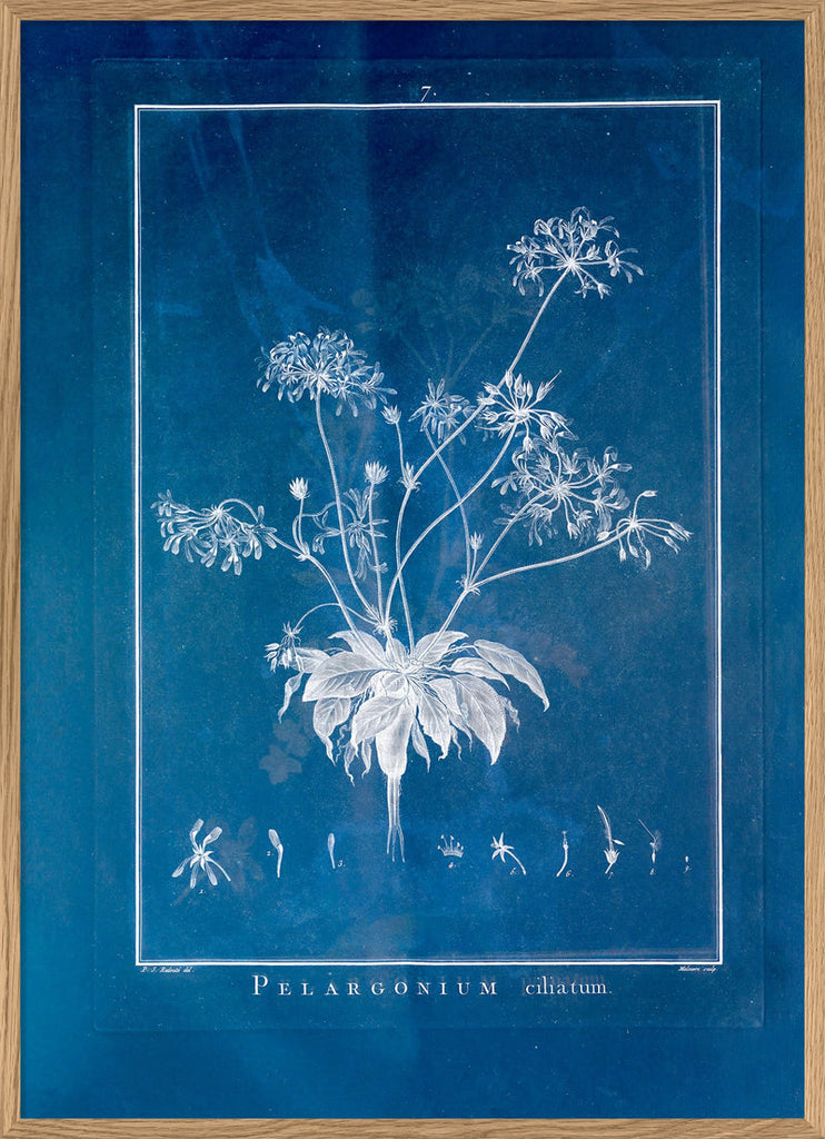 Pelargonium Ciliatum Print in Oak Frame