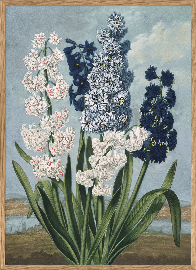 White and blue Hyacinths prints
