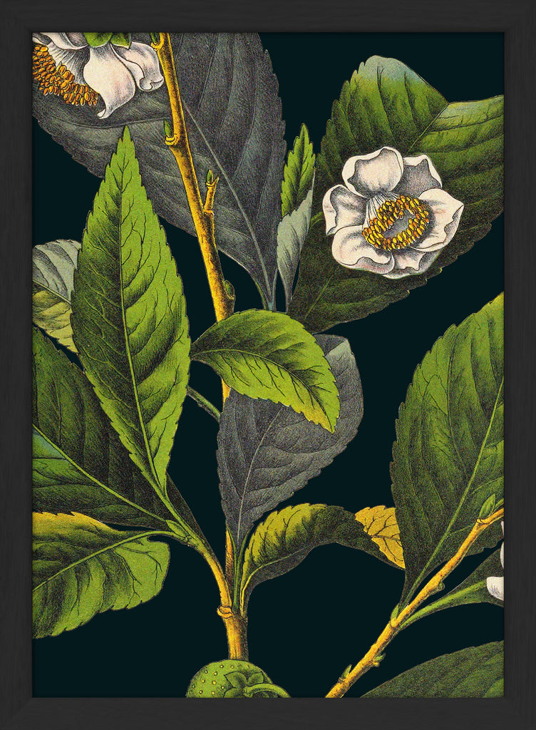 Florium Noir Tea Plant In Black Frame