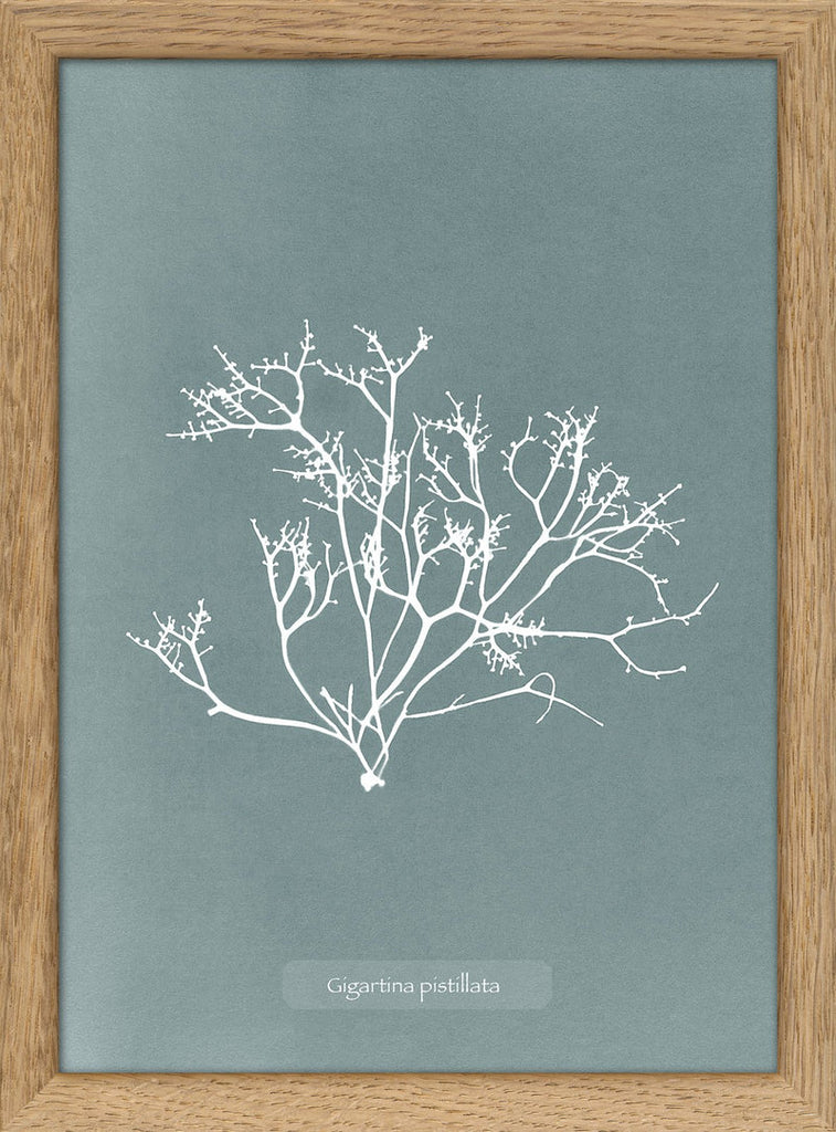 Algae Gigartina Print in Oak Frame