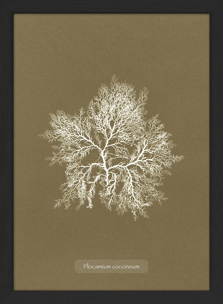 Algae Plocamium Print in Black Frame