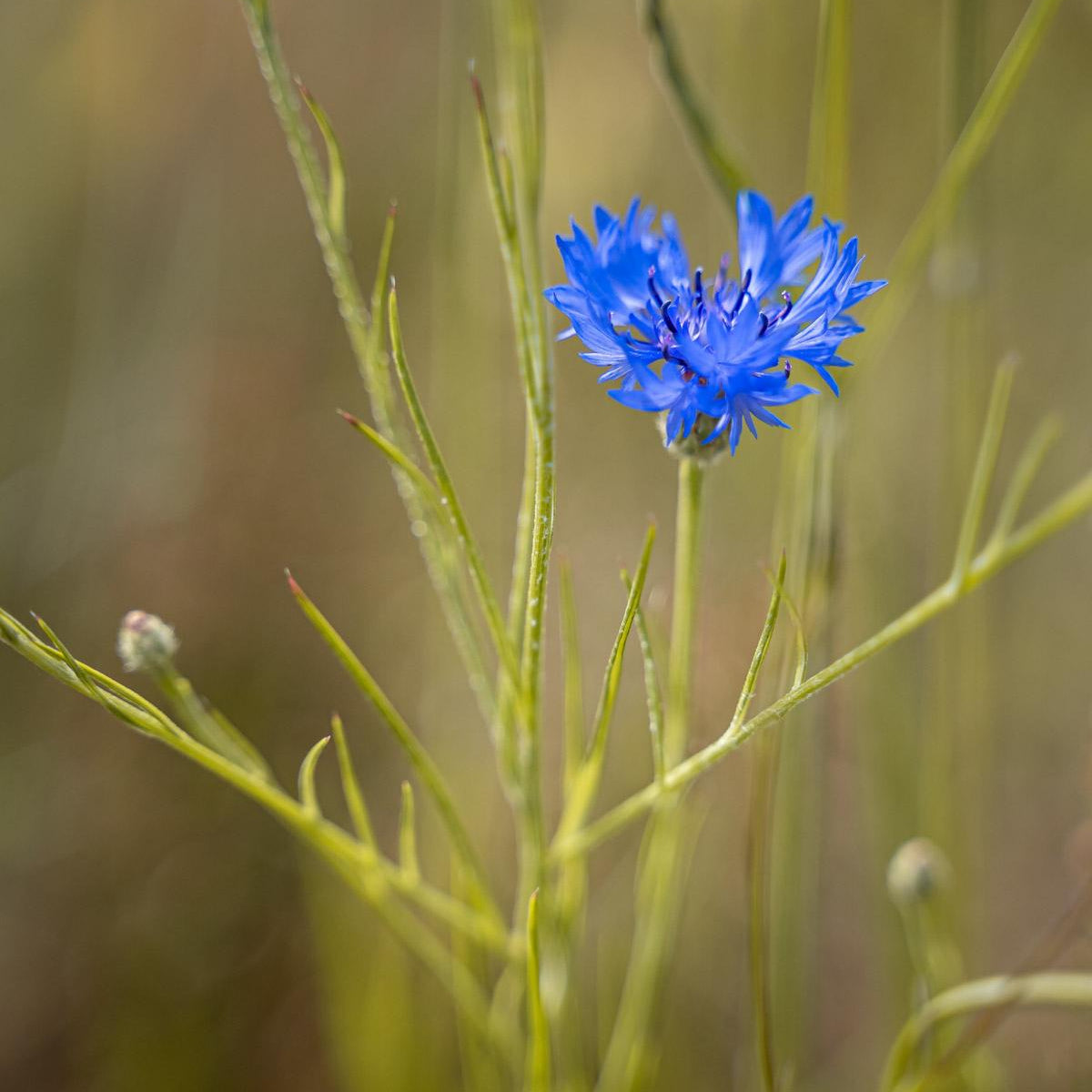 Edible Flowers Seed Set - SSEF01 - Uneeka