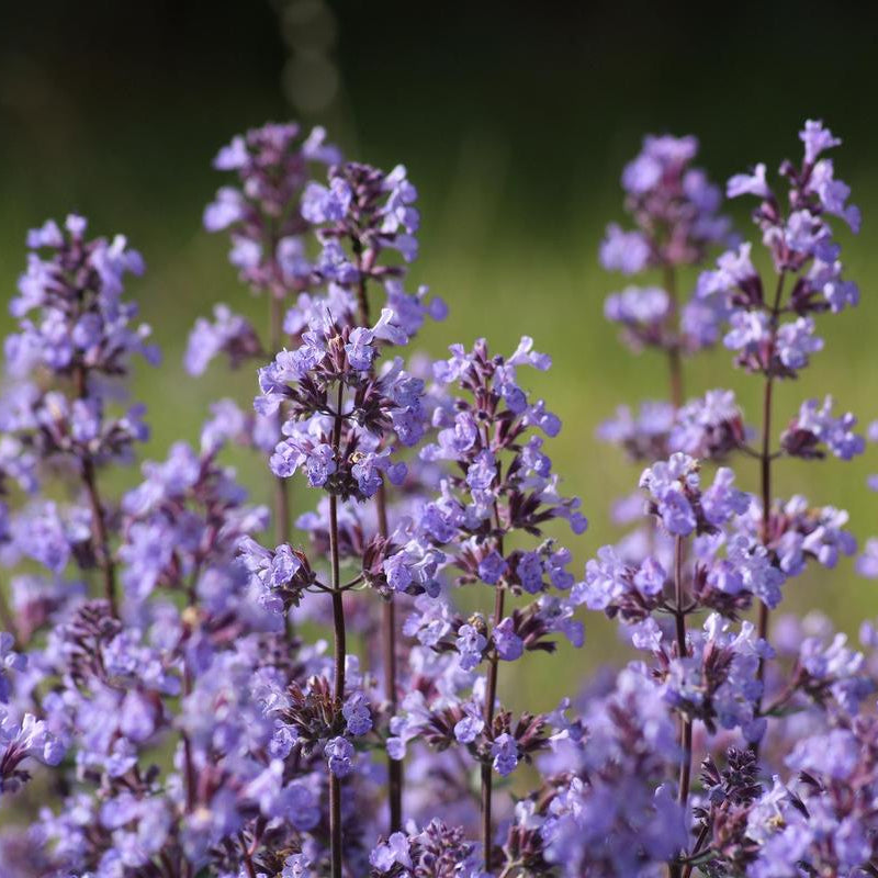 Catmint Seed Pack - HS009 - Uneeka