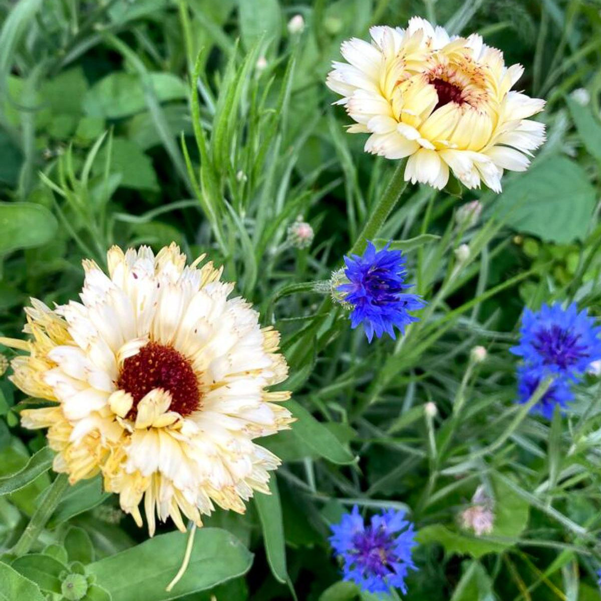 Edible Flowers Seed Set - SSEF01 - Uneeka