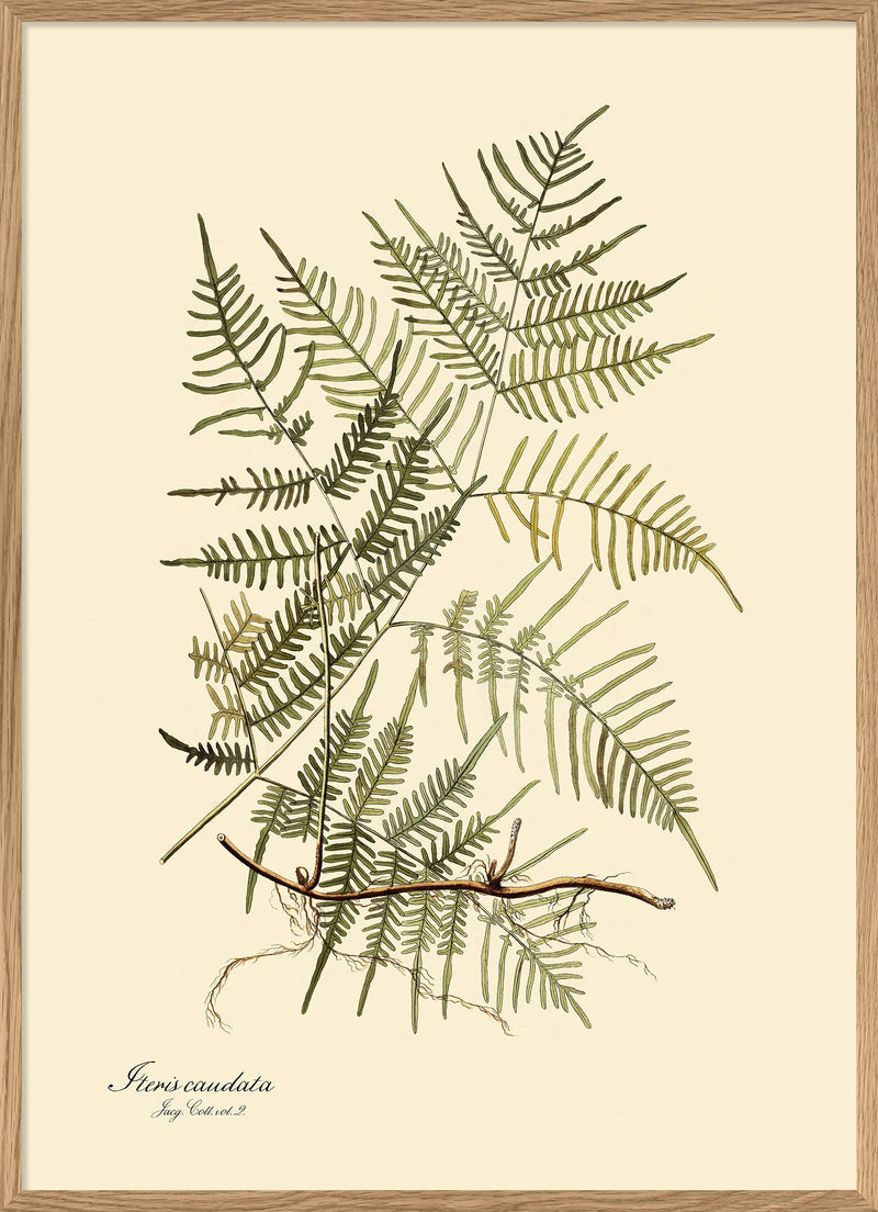 Staris Caudata Fern Print in Oak Frame