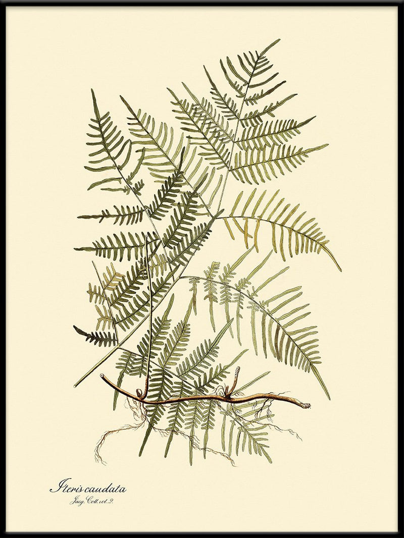 Steris Caudata Fern Print in Black Frame