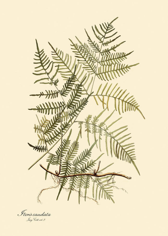 Steris Caudata Fern Print