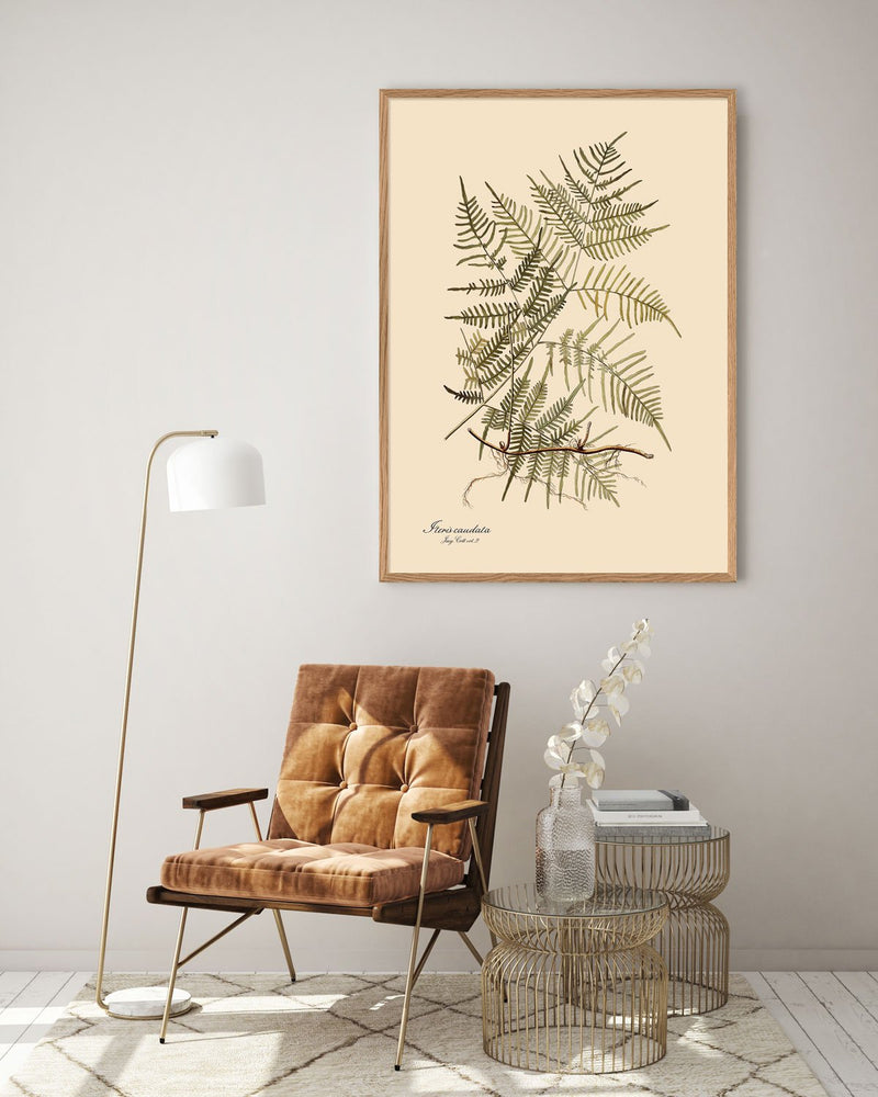 Steris Caudata Fern Framed Print