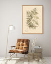 Steris Caudata Fern Framed Print