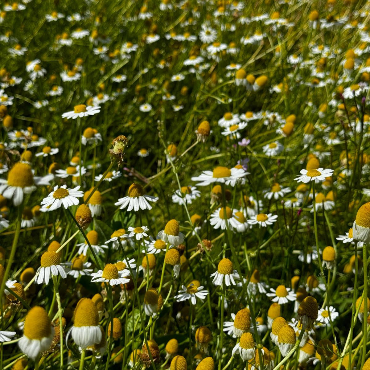 Herbal Teas Seed Set - SSHT01 - Uneeka