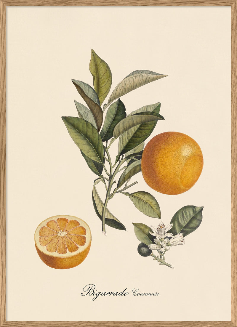 Bigarrade Oranges Print in Oak Frame