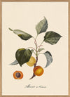 Apricot Print in Oak Frame