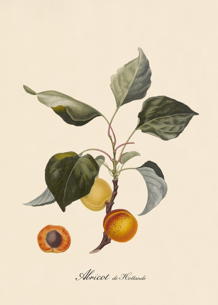 Apricot Print No Frame