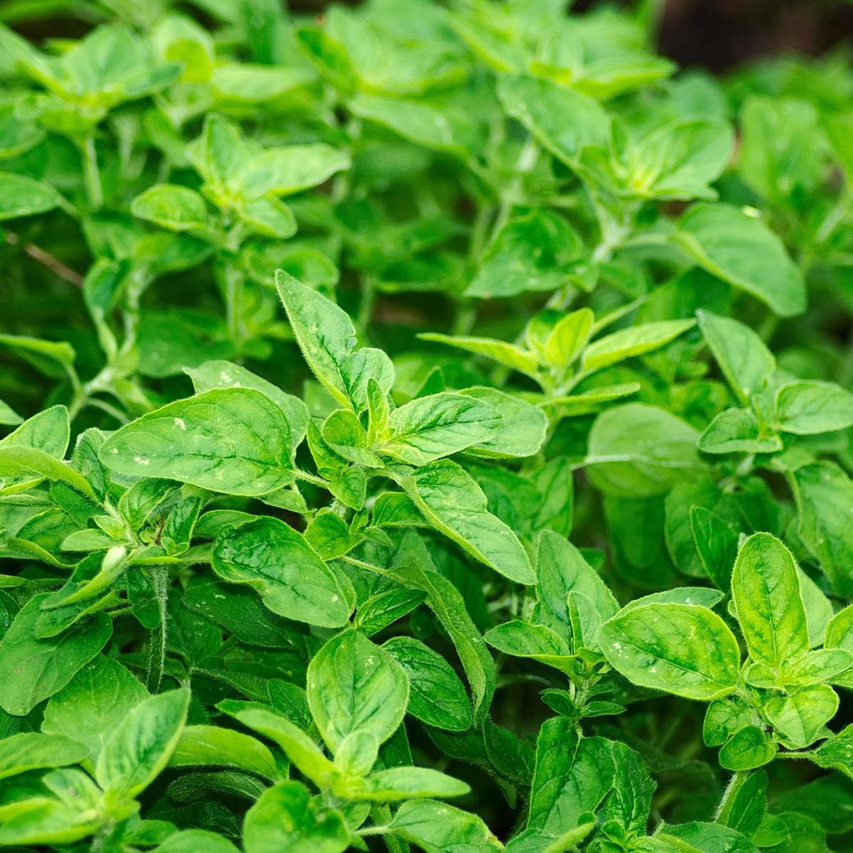 Mindful Seed Set - SSMF01 - Uneeka