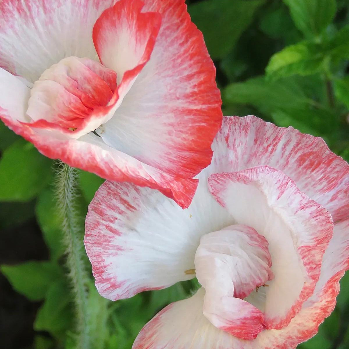 Poppy Seed Pack - HS042 - Uneeka