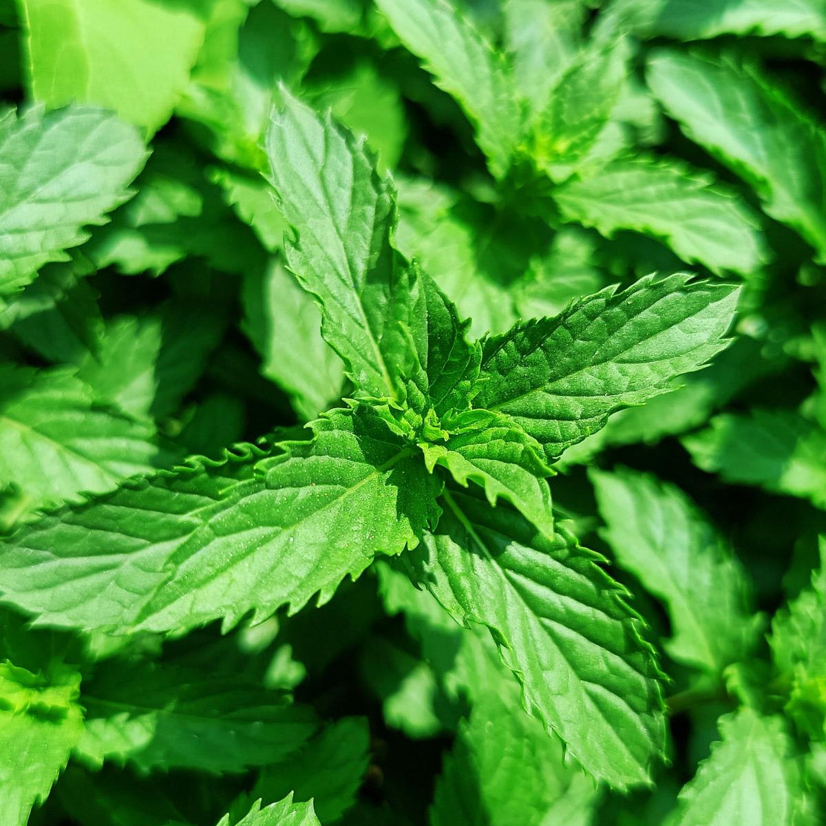 Herbal Teas Seed Set - SSHT01 - Uneeka