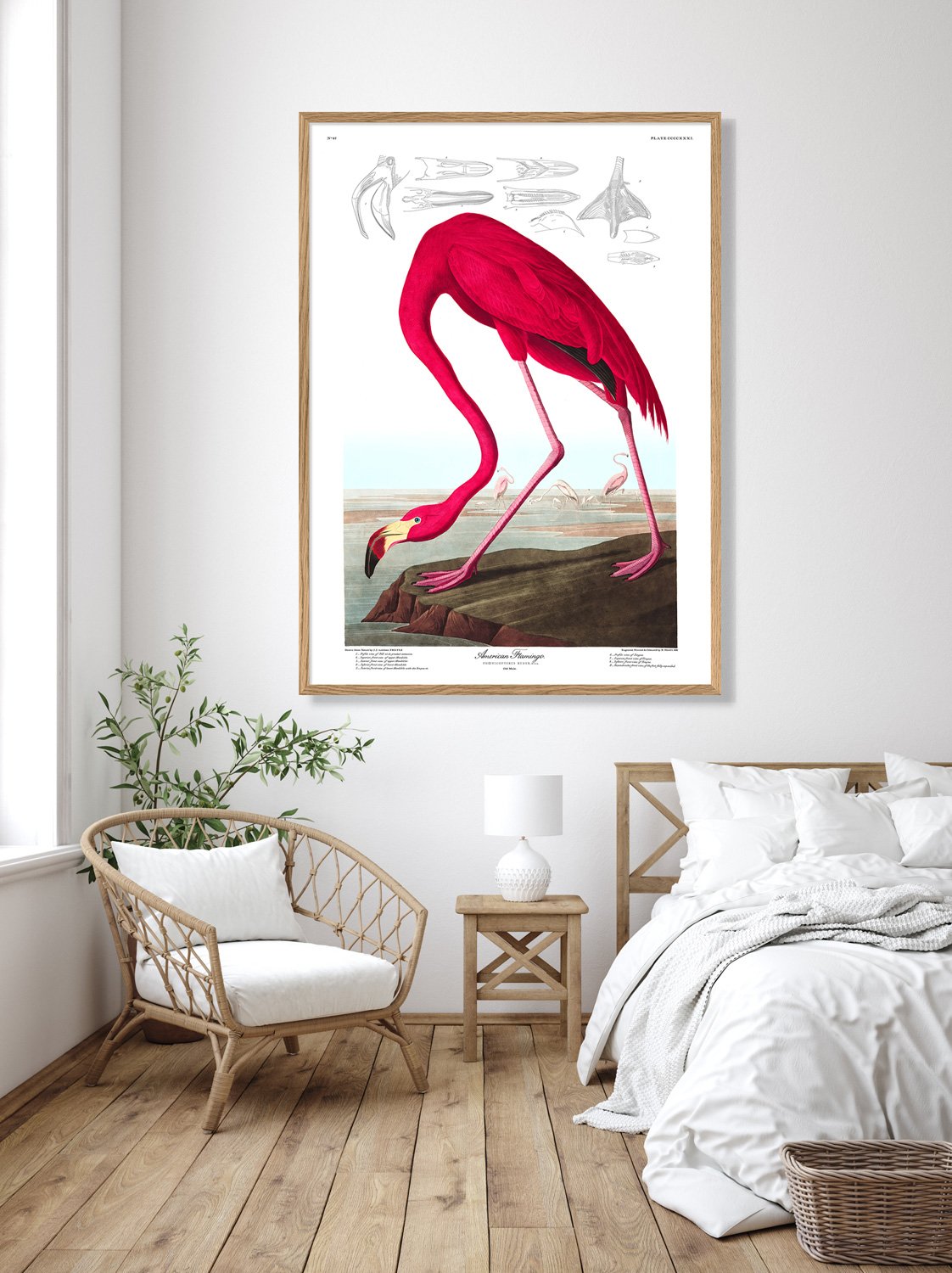 American Flamingo Framed Print