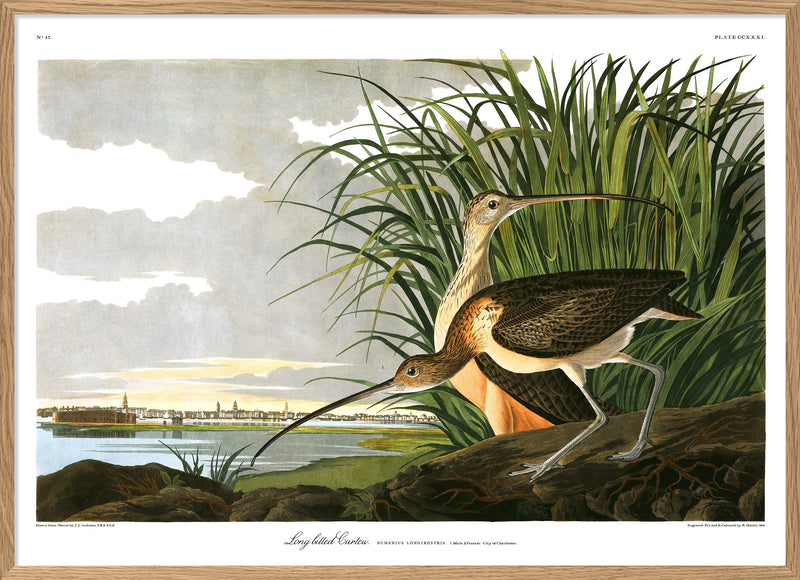 Long Billed Curlew Print in Oak Frame