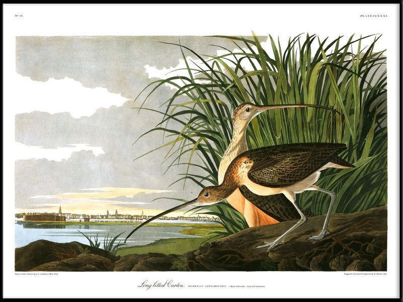 Long Billed Curlew Print in Black Frame