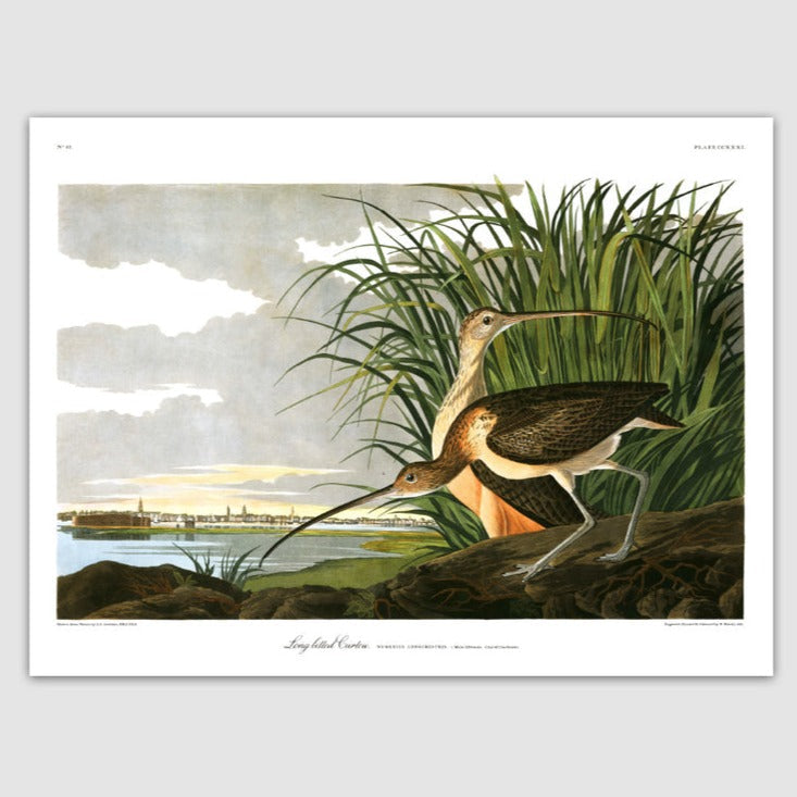 Long Billed Curlew Print