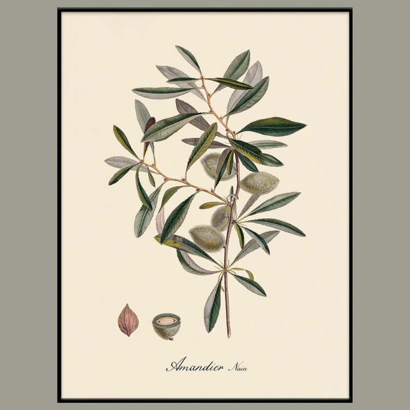 Almond Branch Botanical Framed Art Print - Black Frame - Vintage Art at Uneeka