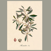 Almond Branch Botanical Framed Art Print - No Frame - Vintage Art at Uneeka