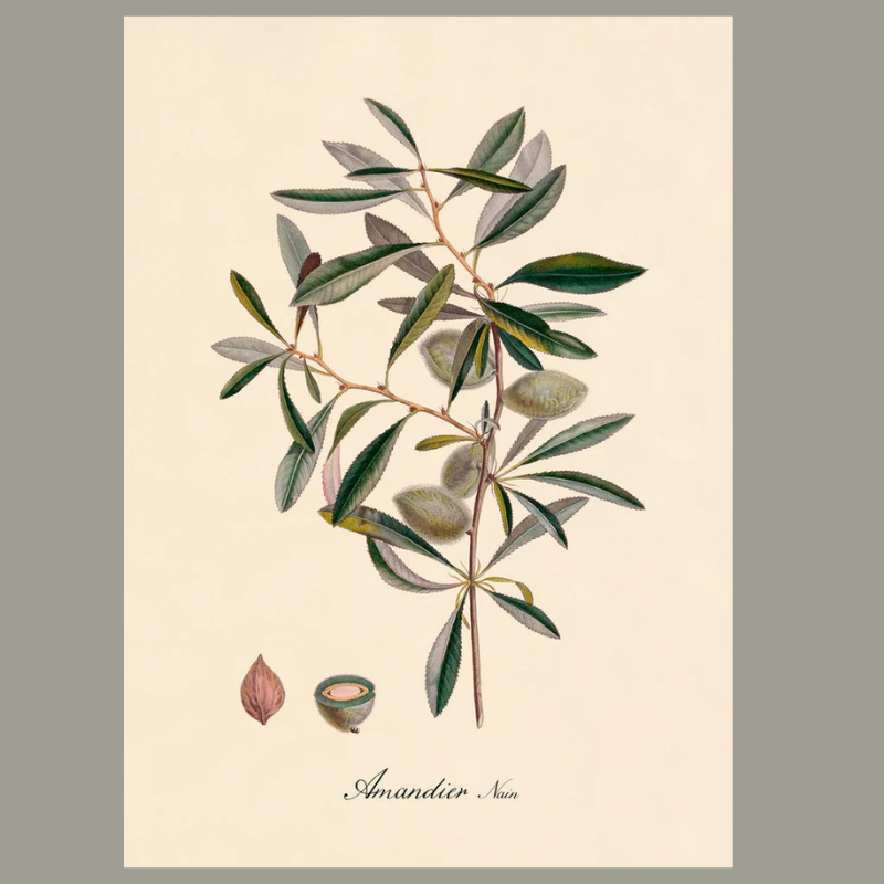 Almond Branch Botanical Framed Art Print - No Frame - Vintage Art at Uneeka