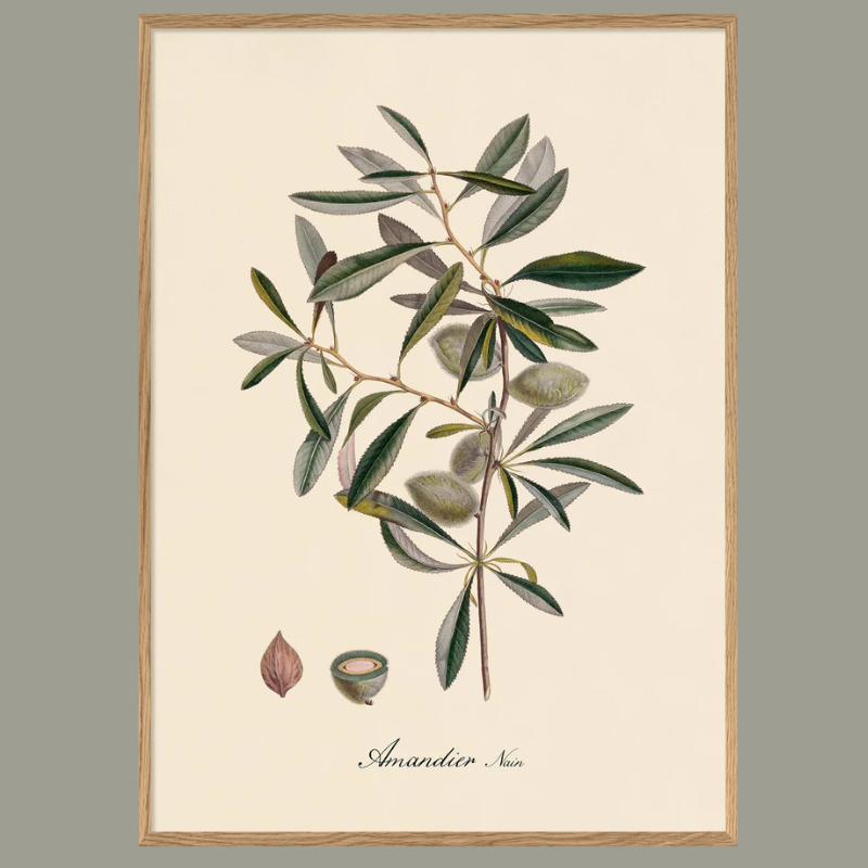 Almond Branch Botanical Framed Art Print - Oak Frame - Vintage Art at Uneeka