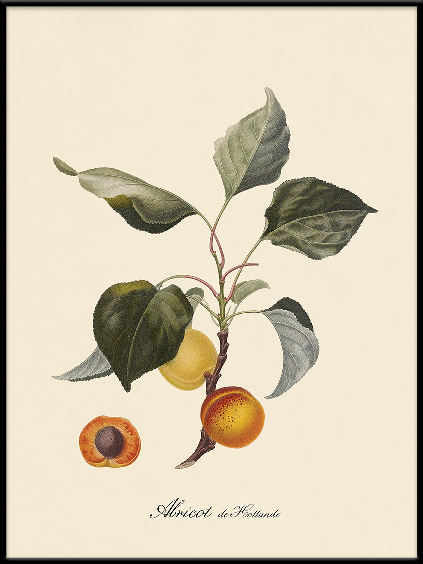 Apricot Print In Black Frame