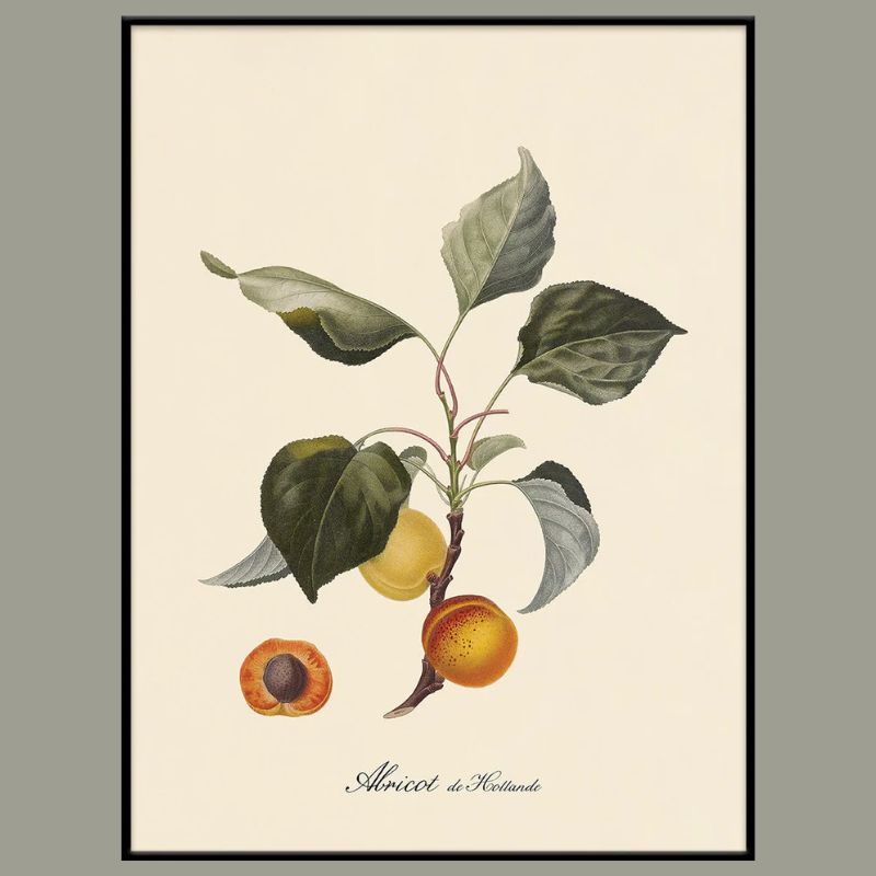 Apricots Framed Art Print -Black Frame - Uneeka