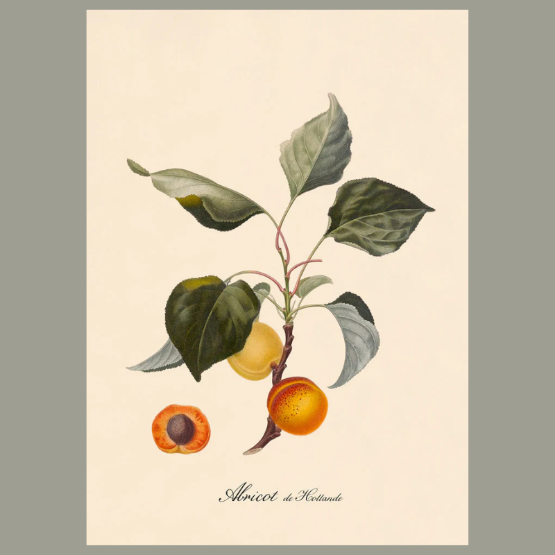 Apricots Framed Art Print - No Frame  - Uneeka