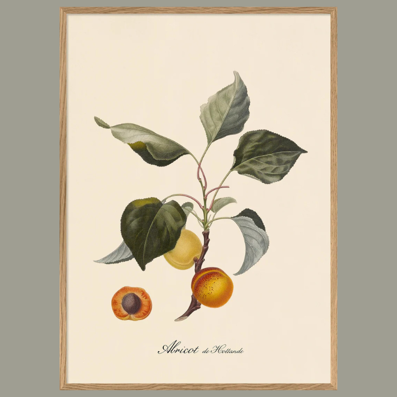 Apricots Framed Art Print - Oak Frame - Uneeka