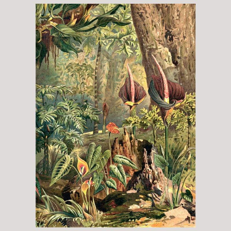 Aracae Lillies Jungle Framed Art Print (RIGHT) - OFG 50x70 2929R - Uneeka