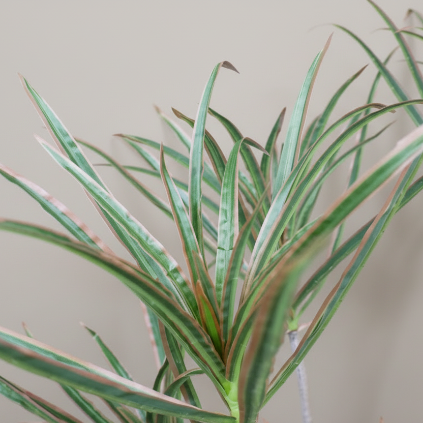 Artificial Dracaena Palm Plant - 7980 - Uneeka