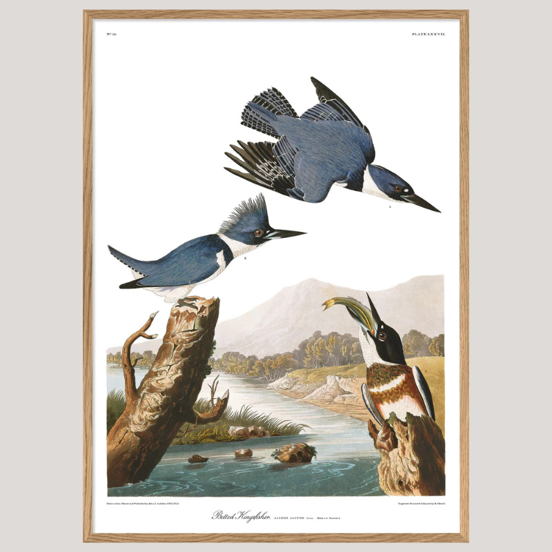 Belted Kingfisher Framed Print - OFG 50x70 6513 - Uneeka