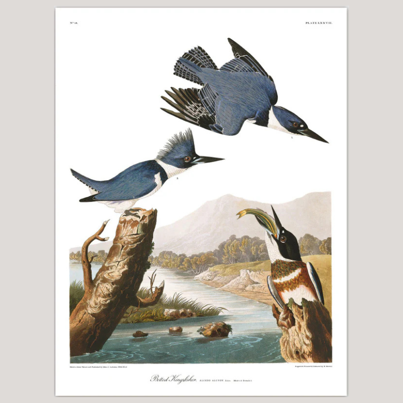 Belted Kingfisher Framed Print - OFG 50x70 6513 - Uneeka