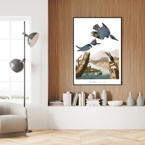 Belted Kingfisher Framed Print - OFG 50x70 6513 - Uneeka