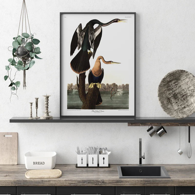 Black-Bellied Darter Birds Framed Art Print - Lifestyle Vintage Prints at Uneeka