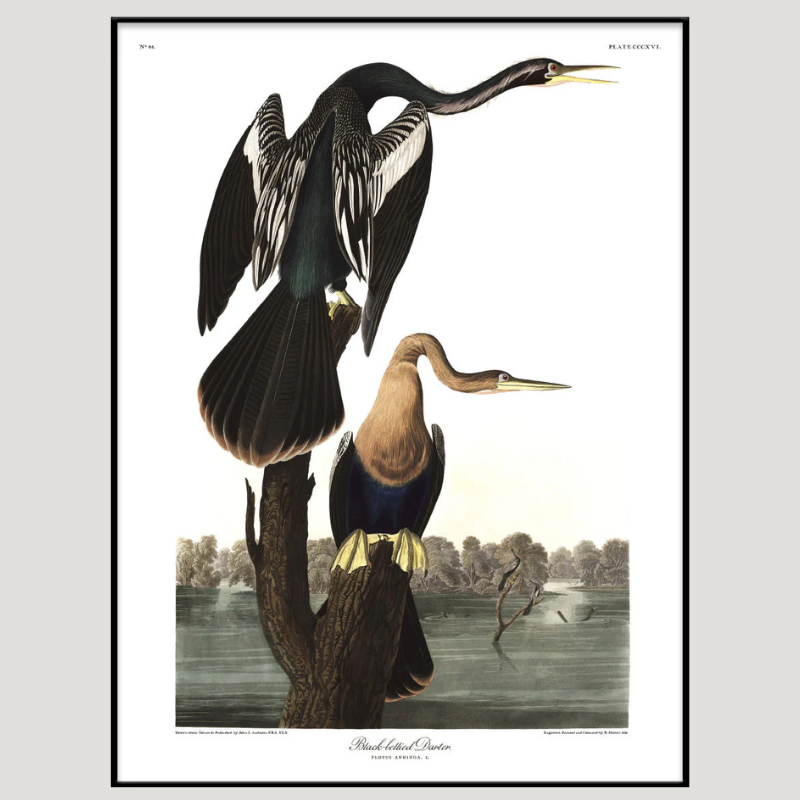 Black-Bellied Darter Birds Framed Art Print - Black Frame, Vintage Prints at Uneeka